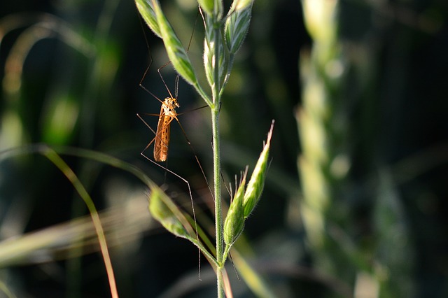 Odganjalec mrčesa se lahko uporablja za zaščito okolice, da se žuželke ne bodo zadrževale na našem vrtu